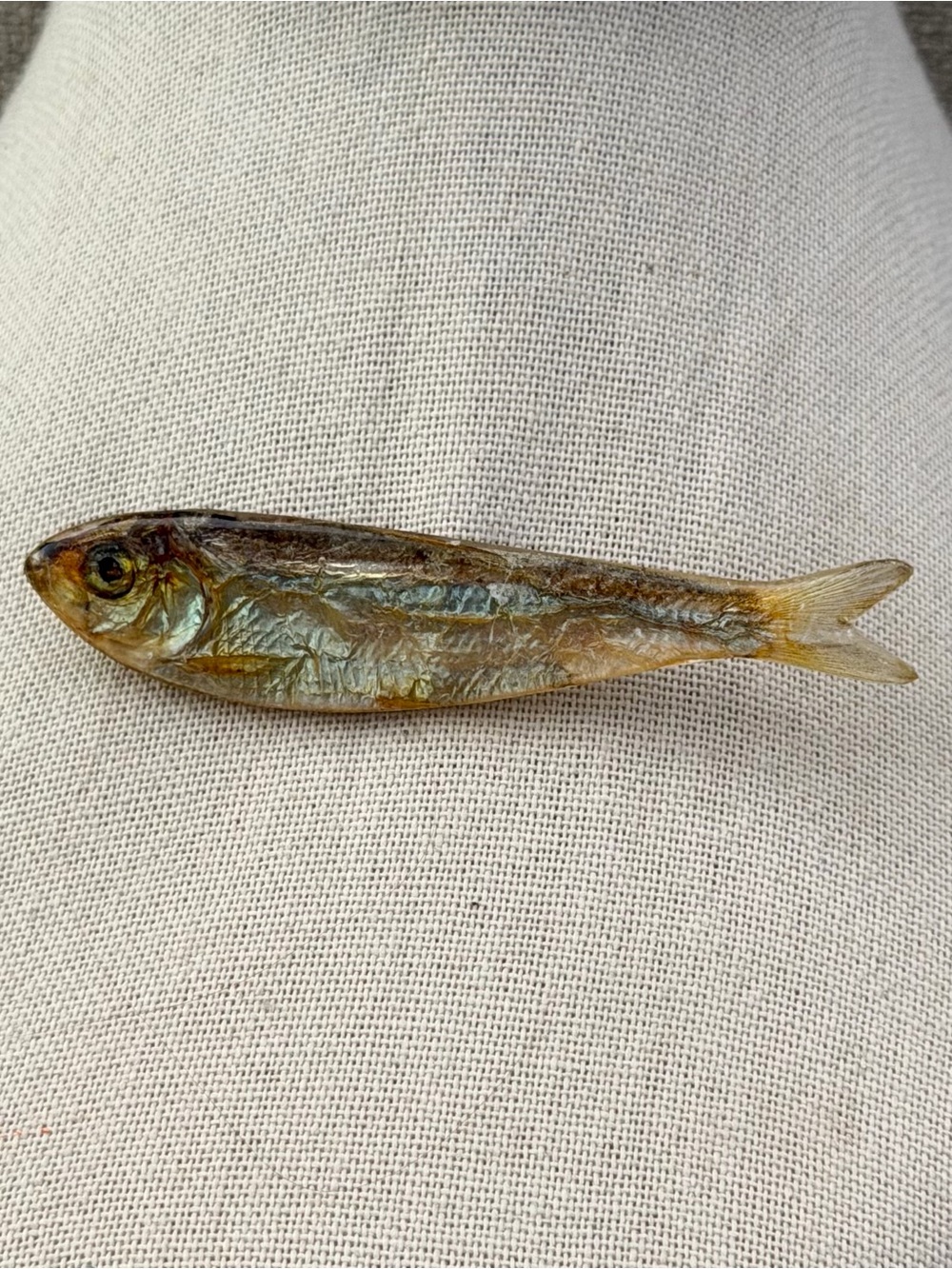 1981 Ken Loeber Real Minnow Fish Taxidermy Vintage Art Brooch Pin